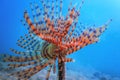 Tubeworm underwater Sabella spallanzaniiÃÂ Sea Life